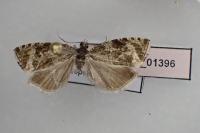 Celypha lacunana