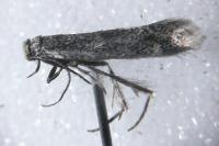 Elachista