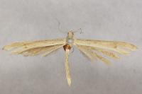 Stenoptilia pterodactyla