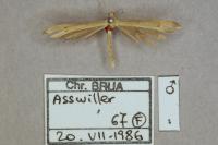 Stenoptilia pterodactyla