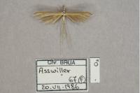 Stenoptilia pterodactyla