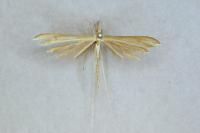 Stenoptilia pterodactyla