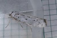 Yponomeuta