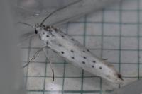 Yponomeuta