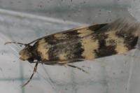 Oegoconia