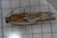 Eucosma gr. cana