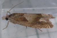 Eucosma conterminana