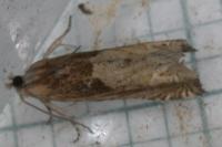 Eucosma conterminana