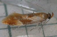 Epicallima formosella