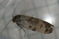 Cochylichroa atricapitana