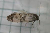 Cochylichroa atricapitana