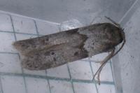 Blastobasis glandulella
