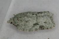 Acleris literana