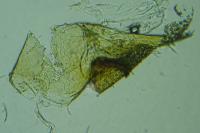 Stomopteryx