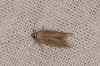 Ephysteris insulella