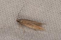Ephysteris insulella