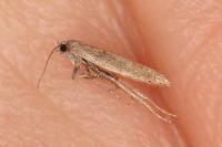 Ephysteris insulella