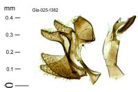 Urodeta hibernella