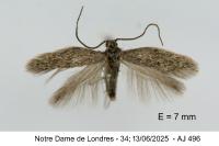 Urodeta hibernella