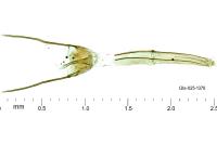 Neurothaumasia tenuipennella