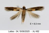 Neurothaumasia tenuipennella