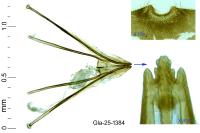 Antispila treitschkiella
