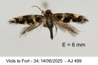 Antispila treitschkiella
