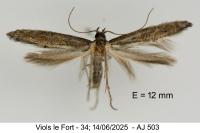 Ochromolopis staintonellus