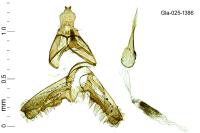 Ochromolopis staintonellus