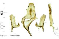 Eudarcia leopoldella