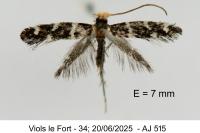 Eudarcia leopoldella