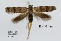 Symmoca orphnella
