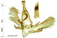 Symmoca orphnella
