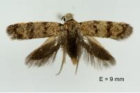 Symmoca orphnella