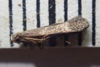 Stomopteryx
