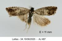 Cydia ilipulana