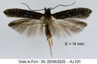 Carpatolechia decorella