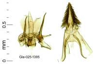 Carpatolechia decorella