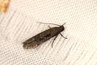 Carpatolechia decorella