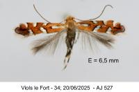 Phyllonorycter sublautella
