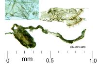 Leucoptera spartifoliella