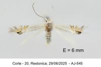 Leucoptera spartifoliella