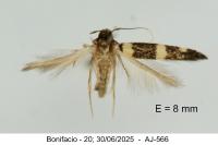 Gisilia stereodoxa