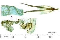 Gisilia stereodoxa