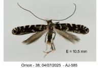 Callisto coffeella