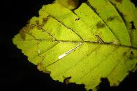 Stigmella microtheriella