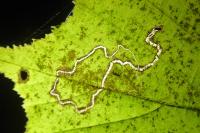 Stigmella microtheriella