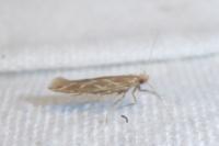 Pyroderces argyrogrammos
