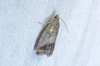 Cydia splendana