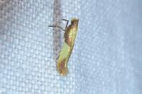 Caloptilia alchimiella/robustella